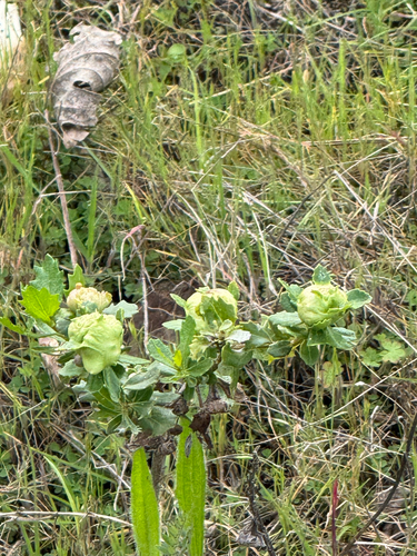 Unknown species found near Serra Ct, Novato, CA, US