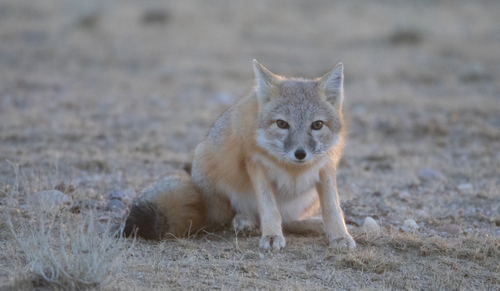 Swift Fox observed by nvarvel