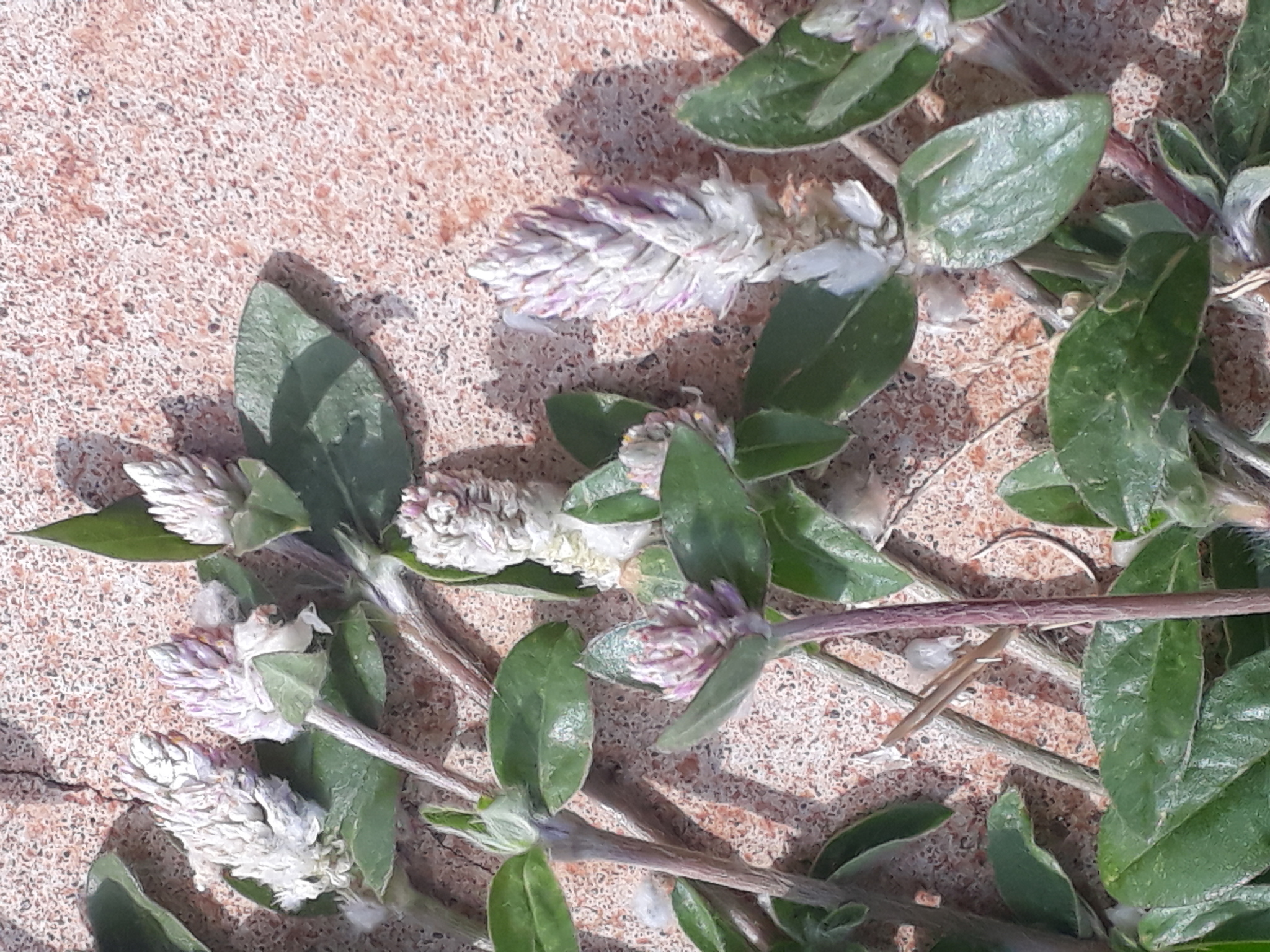 Gomphrena celosioides