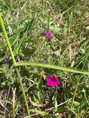 Calibrachoa excellens