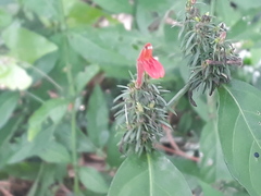 Justicia brasiliana