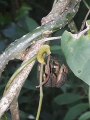 Aristolochia triangularis