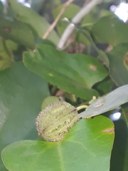 Aristolochia triangularis