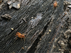 Pristoceuthophilus pacificus