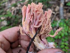 Ramaria subbotrytis