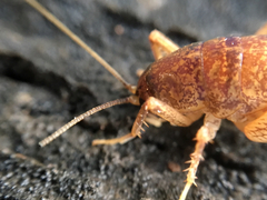 Pristoceuthophilus pacificus