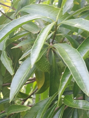 Tabernaemontaninae