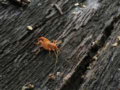 Pristoceuthophilus pacificus