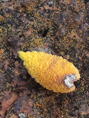 Tabernaemontaninae