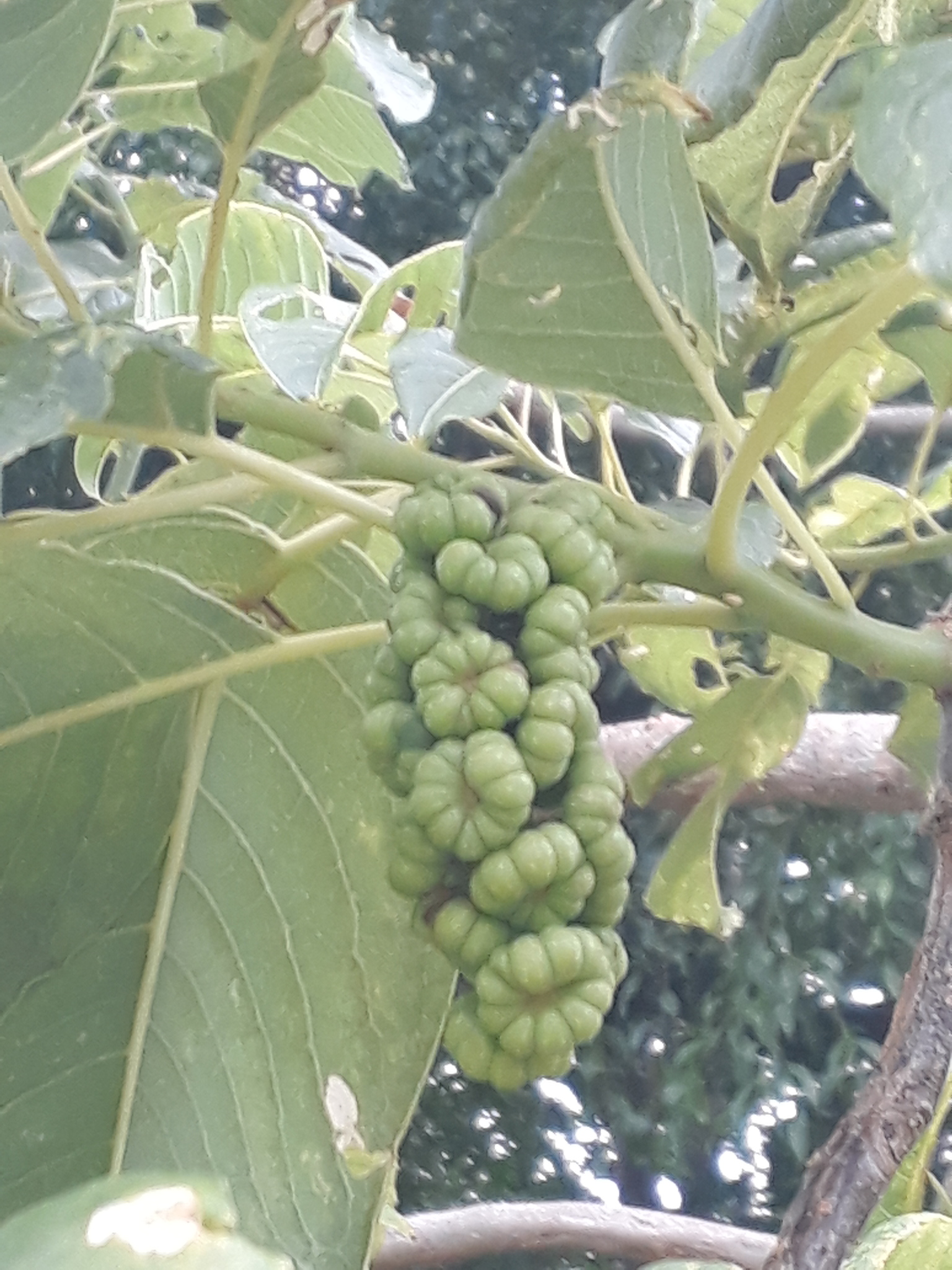 Phytolacca dioica