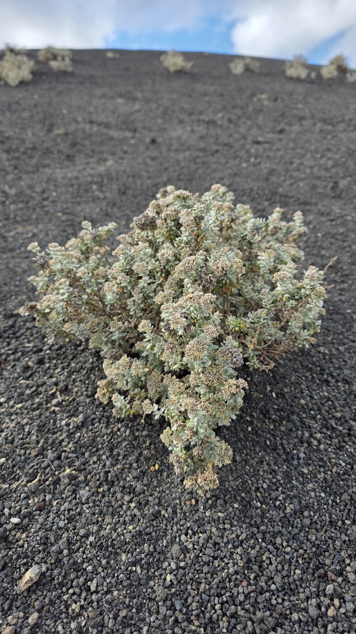 Polycarpaea robusta