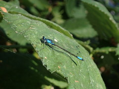 Zoniagrion exclamationis
