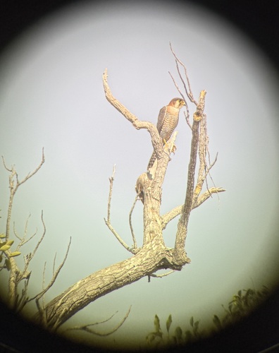 Red-necked Falcon