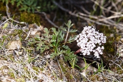 Lomatium canbyi