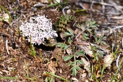 Lomatium canbyi