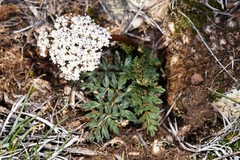Lomatium canbyi