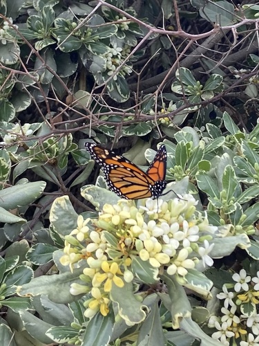 Monarch Butterfly