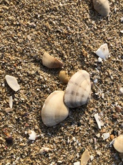 Macridiscus aequilatera