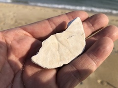 Scaphechinus mirabilis