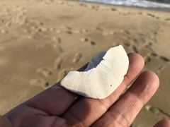 Scaphechinus mirabilis