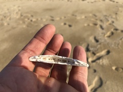 Scaphechinus mirabilis