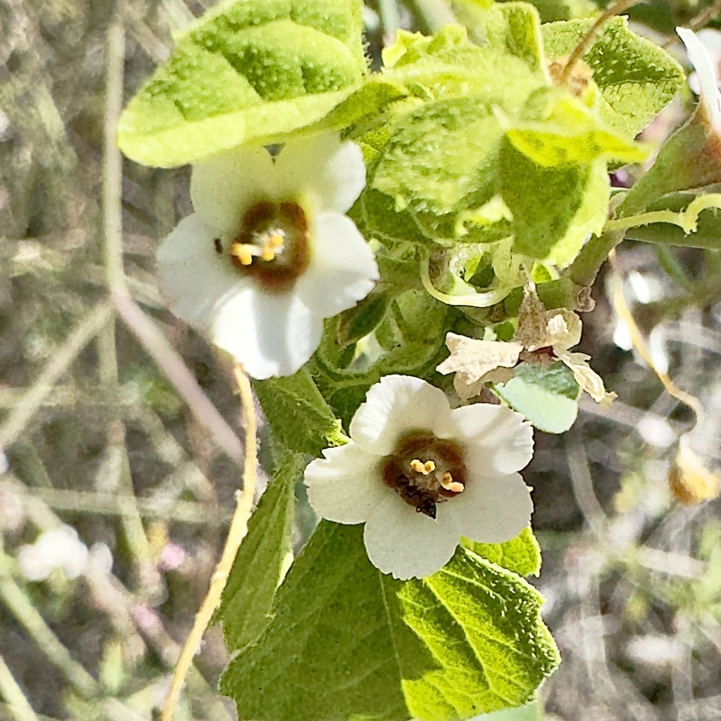 Euphorbia xanti; photograph (c) Bill Levine, some rights reserved (CC BY)