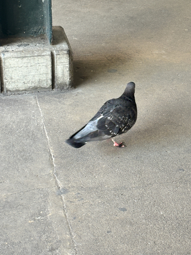 Pigeon