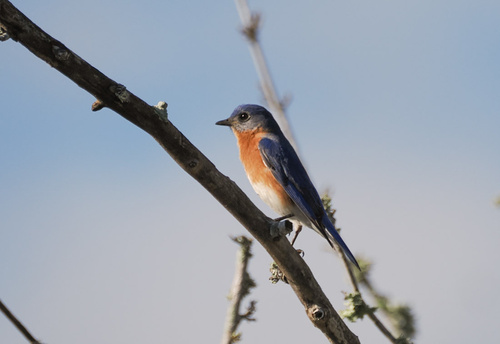 Eastern Bluebird