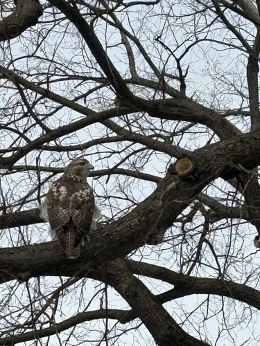 Red-tailed Hawk
