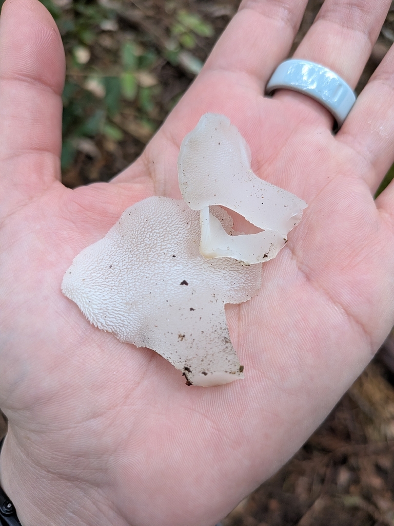 Pseudohydnum gelatinosum · March 2026 · photo: © ettijay (iNaturalist, cc0)