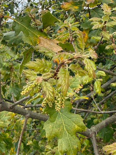 Quercus × ganderi, photograph 5
