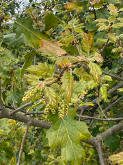 Quercus × ganderi, photograph author not stated, no rights reserved