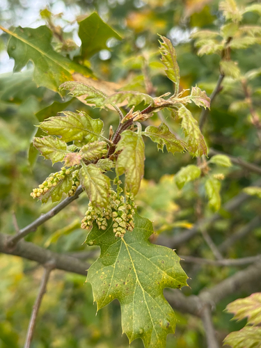 Quercus × ganderi, photograph 6