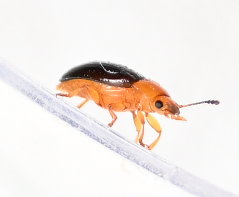 Breastplated Pleasing Fungus Beetle