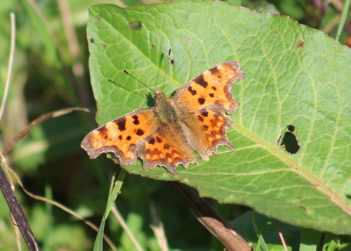 Comma Butterfly