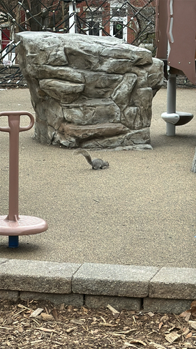 Eastern Gray Squirrel