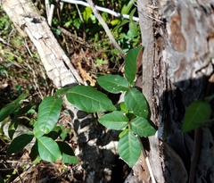 Toxicodendron radicans image