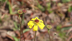 Helenium brevifolium