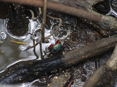 Parasesarma brevicristatum