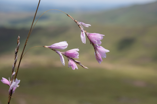 Dierama robustum