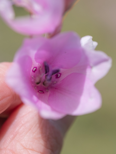 Dierama robustum, photograph 1