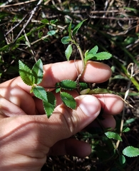 Corchorus siliquosus