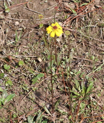 Helenium brevifolium