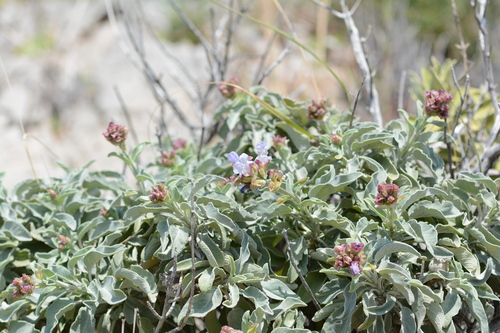 Mountain Sage (Salvia pomifera)