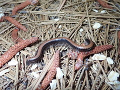 Californiulus