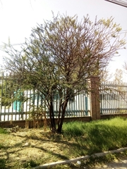 Vachellia farnesiana