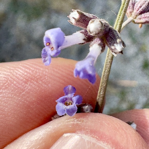 Cape Bushmint (Hyptis collina)