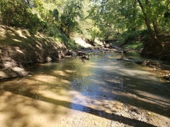 Hybognathus nuchalis