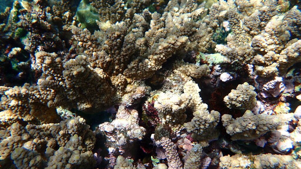 Staghorn Coral