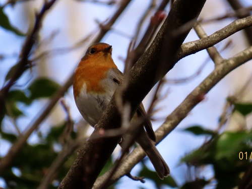 European Robin